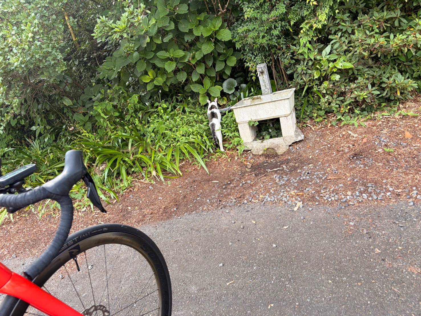 唐沢山の駐車場付近にいた白黒の地域猫と、手前に停めた赤いロードバイク