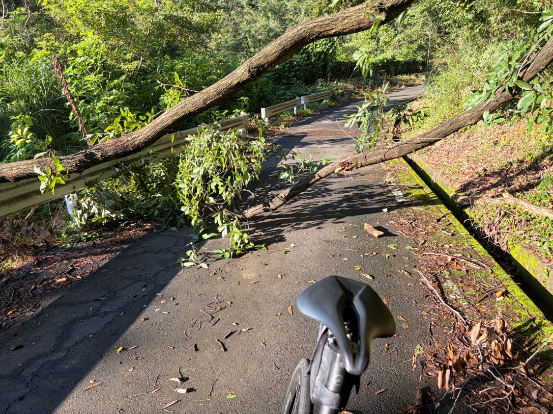 西山田林道の路上に倒れた木と、散乱した枝葉。路面は濡れている