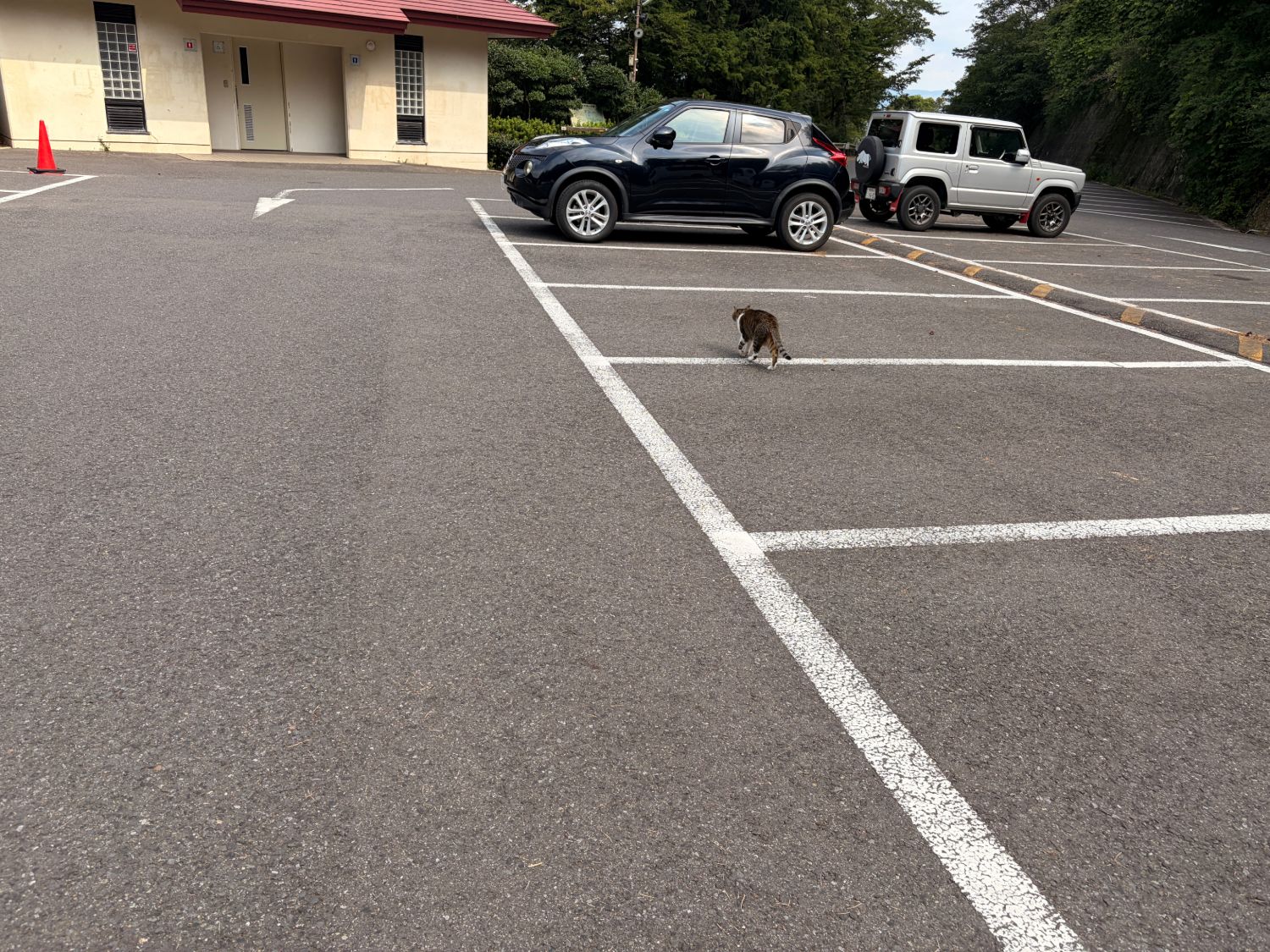 駐車場を横切って離れていくキジトラ猫の後ろ姿